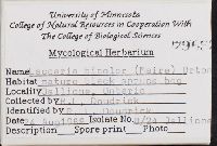 Laccaria bicolor image