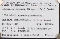 Laccaria laccata image