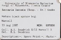 Laccaria laccata image