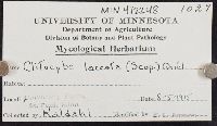 Laccaria laccata image