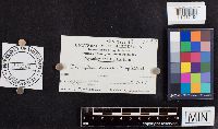 Laccaria laccata image