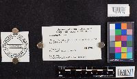 Laccaria laccata image