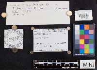 Laccaria laccata image