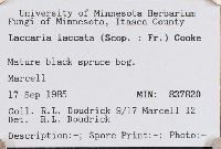 thumbnail image of current specimen