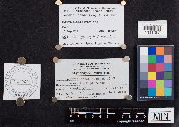 thumbnail image of current specimen