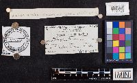 Laccaria laccata image