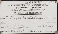 Laccaria laccata image