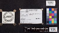 Laccaria laccata image