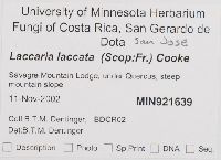 Laccaria laccata image