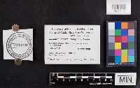 Laccaria laccata image