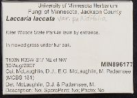 Thumbnail image of current specimen