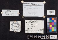 Thumbnail image of current specimen