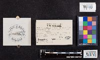 Laccaria laccata image