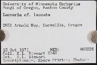Laccaria laccata image