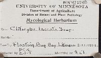 Laccaria laccata image