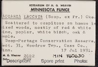 Laccaria laccata image