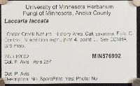 Laccaria laccata image
