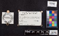 Laccaria laccata image