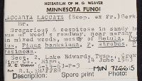 Laccaria laccata image