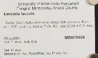 Laccaria laccata image