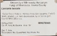 Laccaria laccata image