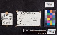 Laccaria laccata image