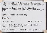 Laccaria longipes image