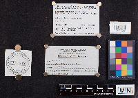 Laccaria longipes image