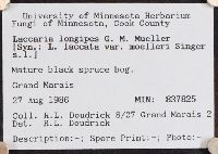 Laccaria longipes image