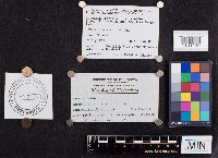 Laccaria longipes image