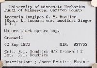 Laccaria longipes image