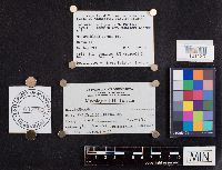 Laccaria longipes image