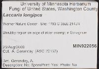 Laccaria longipes image