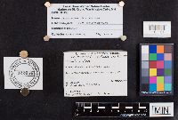 Laccaria longipes image