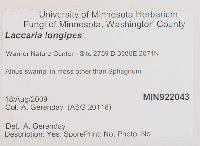 Laccaria longipes image