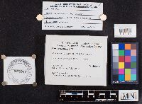 Laccaria longipes image