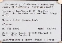 Laccaria longipes image