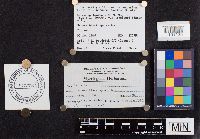 Laccaria longipes image