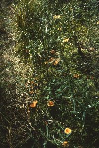 Laccaria longipes image