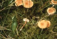 Laccaria longipes image