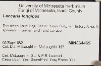 Laccaria longipes image