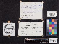 Laccaria longipes image