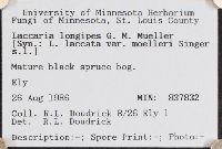 Laccaria longipes image