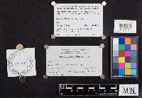 Laccaria longipes image