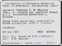 Laccaria longipes image