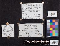 Laccaria longipes image