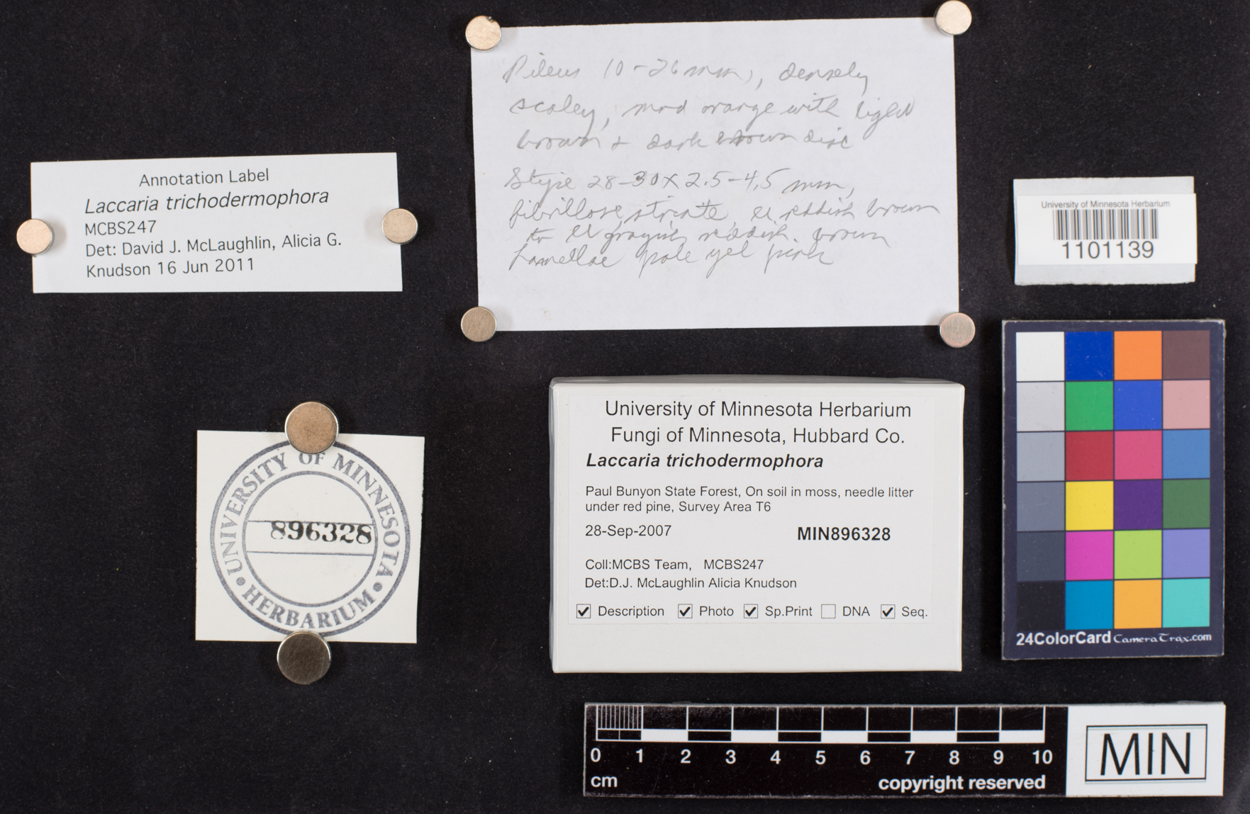 Laccaria trichodermophora image