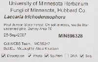 Laccaria trichodermophora image