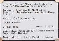 Laccaria longipes image