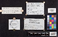 Laccaria longipes image